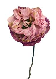 Rachel Levy Rose Renoir Flowers Photography Dying Flowers Floral Photography