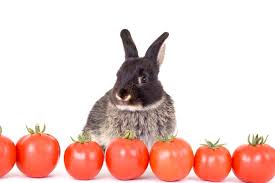 Los Conejos Pueden Comer Tomate Si Pero Con Precauciones ¿cómo consigo que mi conejo no me muerda los muebles? los conejos pueden comer tomate si