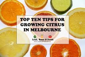 Maybe you would like to learn more about one of these? Top Ten Tips For Growing Citrus In Melbourne Leaf Root Fruit Gardening Services