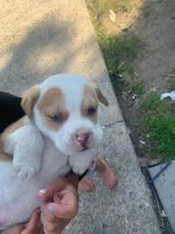(macon, ga.) pic map hide this posting restore restore this posting. Puppy For Sale In Valdosta Ga 5miles Buy And Sell
