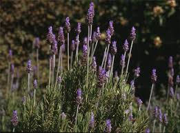 Image result for Lavandula dentata