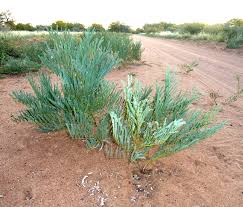 Image result for Elephantorrhiza goetzei