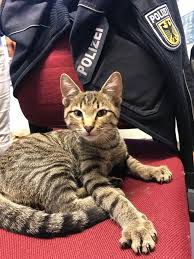 Order online tickets tickets see availability directions {{::location.tagline.value.text}} sponsored topics. Bpoli Weil Katze In Garage Des Bundespolizeirevieres Gefunden Presseportal