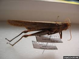 Image result for Nicolasia stenoptera