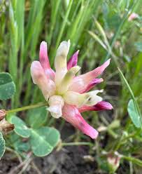Image result for Trifolium masaiense