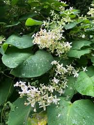 Image result for Phytolaccaceae