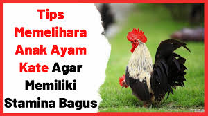 Pin Di Ayam Hias