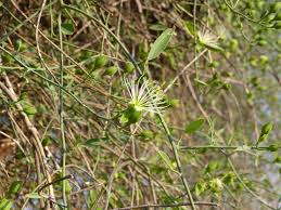 Image result for Maerua juncea