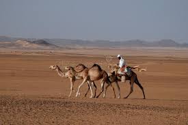 What do you call a three humped camel? we all studied in our childhood maybe in some 2nd or 3rd standard that generally camels have 2 hump excluding the bactrian breed which have single hump, and having three hump is still remains confusing but if we go according to the question it. 1 095 Camel Rider Photos Free Royalty Free Stock Photos From Dreamstime