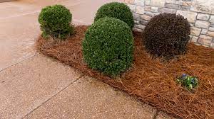 Just want to let you know i put down my first bale.this is sooo easy and looks so much better than the bark i had down. Long Needle Pine Straw Ohio Pine Straw Sales