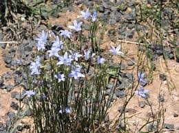 Image result for Wahlenbergia