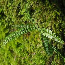 Image result for Aspleniaceae