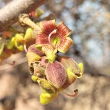 Image result for Sterculia rogersii