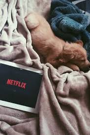 Lazy Dayz Yavru Kopek Sevimli Kopek Yavrulari Kopek