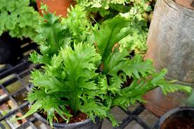 Image result for Microsorum punctatum