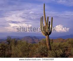 The first comprehensive taxonomy of coryphantha, with a complete key to the genus. Saguaro Cactus Blooms Ribs Arms And Desert Life Saguaros Only In The Southwest Of The Usa And The Northern Part Of Mexico Can This The Worlds Largest Cactus Be Found Stock Images