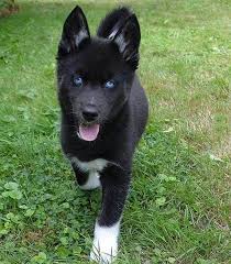 Black And Blue Eyes Husky Pin By Summer Moon On Amazing Animal Fur Textures Cute Dogs Black Husky Cute Puppies