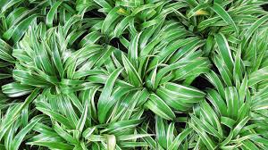 Pflanzen, die wenig wasser brauchen und trockenheitsresistent sind, werden bei gartenneuanlagen, neubepflanzungen und modifizierungen bei der pflanzenauswahl eine immer größer werdende bedeutung erfahren. Acht Buropflanzen Die Wenig Wasser Und Licht Brauchen