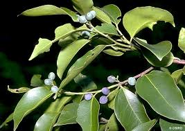 Image result for Celtis