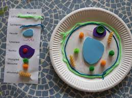This will serve as the cytoplasm of the animal cell. Peaches Home Science Activities