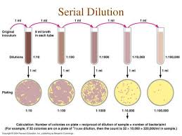 Serial Dilution Google Search Microbiology Clinical