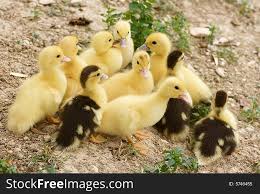 baby ducks free stock images photos 5746455