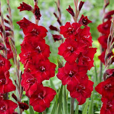 Image result for Gladiolus bellus