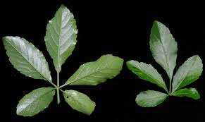 Image result for Cyphostemma congestum