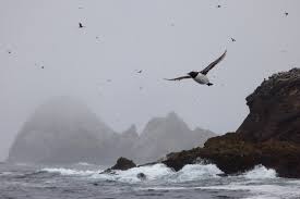 Image result for Faroa affinis