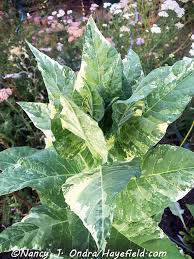 Image result for Nicotiana tabacum