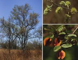 Image result for Combretum hereroense