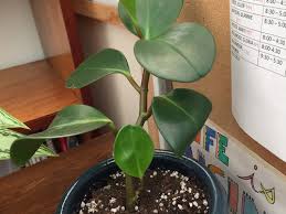 You'll need at least 3 to 5 inches (7.6 to 12.7 cm) of stem with 2 to 3 nodes on it. Baby Rubber Plant Newly Propagated Growth Question