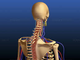 Both muscles act upon the scapulothoracic joint. Science Source Stock Photos Video Rear View Of Human Spine And Scapula