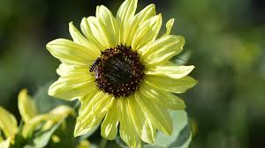 Image result for Sutera debilis