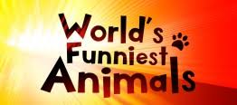 Here are some of the best. World S Funniest Animals Wikipedia