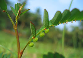 Image result for Phyllanthus pseudoniruri