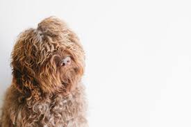 Barbet puppies for sale london. Barbet Frequently Asked Questions Barbet Club Of America Official Site