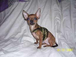Chihuahua Sweater Dog Sweater Crochet Pattern Crochet Dog Sweater Free Pattern Chihuahua Sweater
