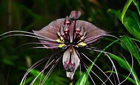 21 Best Rare Plants Houseplant Fancydecors Rare Plants Bat Plant Bat Flower