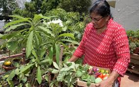 Gillnurserymay 25, 2016veggies, fruits, and herbs7 comments. Tips To Set Up A Kitchen Garden During The Lockdown The Hindu