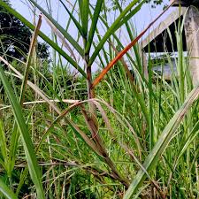 Image result for Saccharum spontaneum