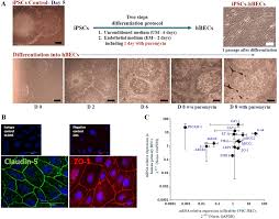 This law of ours and other essays. Differentiation Of Ipsc Hbecs A Representative Phase Contrast Images Download Scientific Diagram