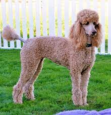 Poodle (standard) puppy for sale near north carolina, north wilkesboro, usa. Red Standard Poodles Blog Dala Farms