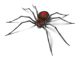 It is also the most venomous black widows prefer not to bite if they don't have to. Spiders Are Toxic To Pets Pet Poison Helpline