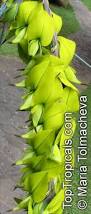Image result for Crotalaria agatiflora