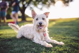 Последние твиты от westgate pet clinic (@westgatemn). Find A Thrive Veterinarian Near You Thrive Affordable Vet Care