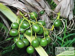 We did not find results for: Palm Tree Seeds And Fruit