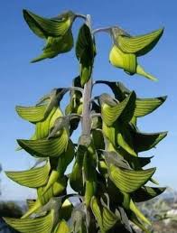 Image result for Crotalaria anthyllopsis