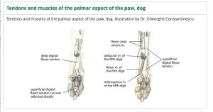 There are four muscles in the anterior compartment of the leg. The Digital Flexor Tendon Of Forepaw Petmassage Training And Research Institute