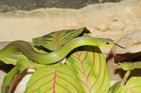 Antigua schlanknatter in anderen sprachen Www Zootierliste De